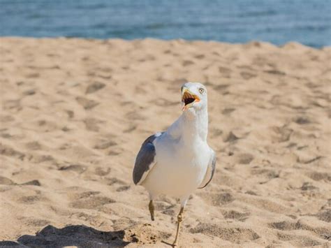 Premium Photo | Gull on beach