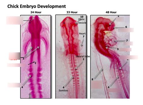 Chick Embryo Development Diagram Quizlet