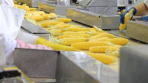 Corn Processing Factory Stock Footage Video 2735180 Shutterstock