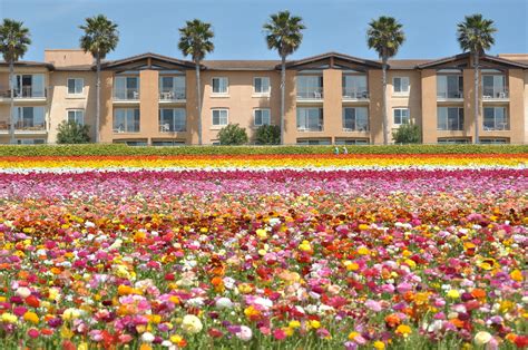 The Flower Fields At Carlsbad Ranch Carlsbad Ca A Hillsi Flickr