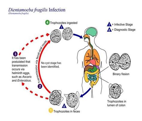 1000+ images about Dientamoeba fragilis on Pinterest | Stains, Medicine ...