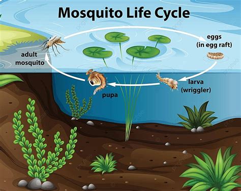 Ciclo De Vida Do Mosquito No Habitat Subaquático Do Projeto Da Lagoa Vetor Png Projeto