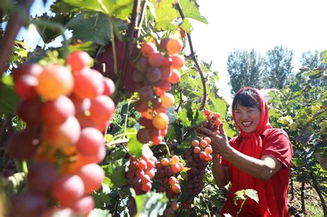 7th Chinese Farmers Harvest Festival Celebrated Across China