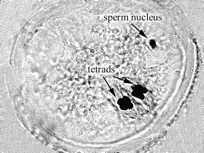 Developmental Biology Lab Lab Gametogenesis Flashcards Quizlet