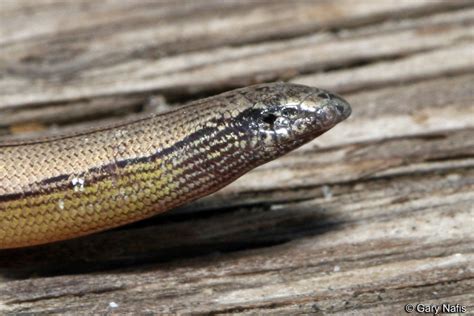 Legless Lizard Discovered Near Lax And No Its Not A