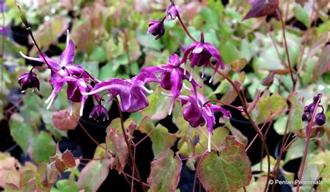 Epimedium grandiflorum ‘Red Beauty’ – Penlan Perennials Nursery