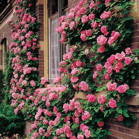 ROSAL TREPADOR Guía Cuidados Riego Poda Variedades