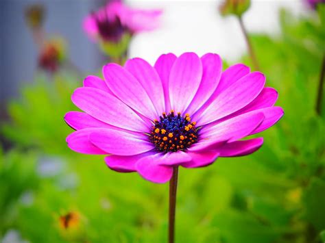 Details Imagen Flores Moradas Hd Abzlocal Mx