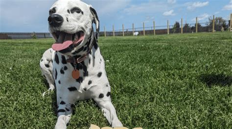 To Chew or Not to Chew: Are Bully Sticks Fully Digestible?