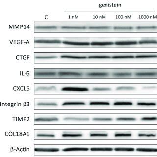 Western Blot Analysis Of Selected Proteins Performed On Human