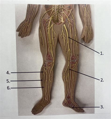 Major Nerves Of Lower Extremity Diagram Quizlet