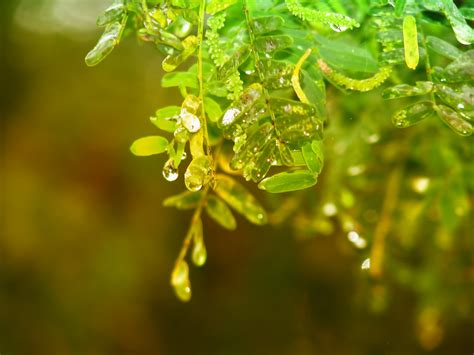 Green And Wet Luis Eduardo Flickr