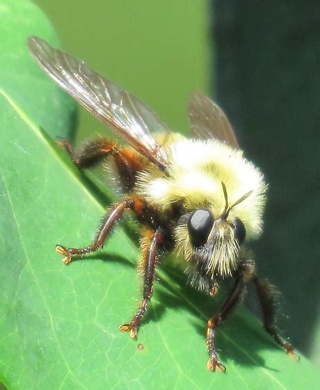 Bee Mimic Fly Laphria Thoracica Bugguidenet