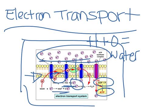 ShowMe - electron transport chain