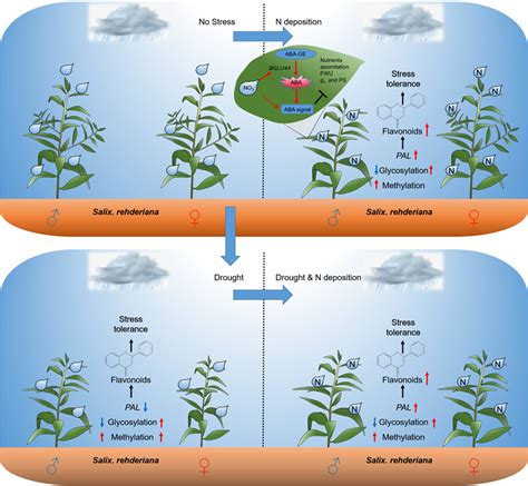 Differences In Phytohormone And Flavonoid Metabolism Explain The Sex