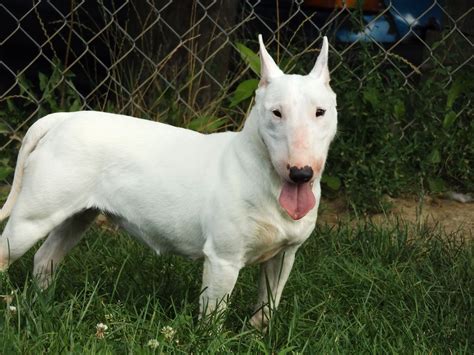 Miniature Bull Terrier Dog For Adoption In Zaleski Oh Adn 596112 On