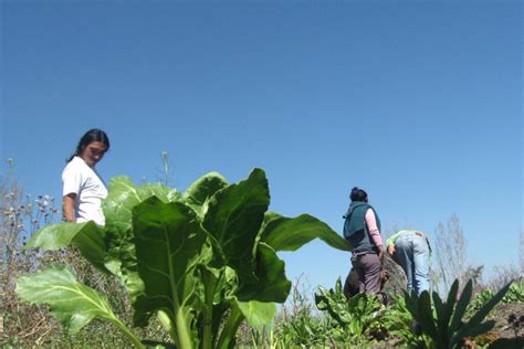 Unión de Trabajadores Rurales Sin Tierra 20 años de lucha campesina en