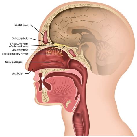 141 Cribriform Plate Royalty-Free Photos and Stock Images | Shutterstock