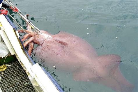 Japanese Giant Squid