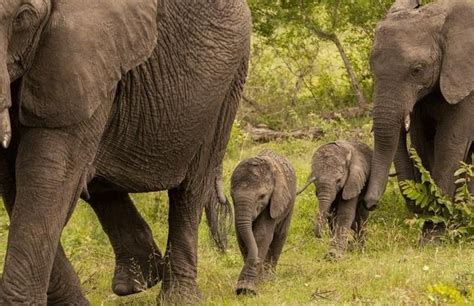 Twin Baby Elephants | Elephant, African elephant, Elephant behavior