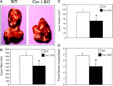 Caveolin 1 Knockout Mice Show An Impaired Angiogenic Response To