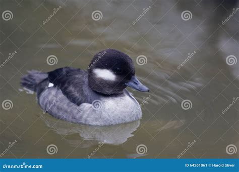 Female Bufflehead Bucephala Albeola Swimming Stock Image Image Of