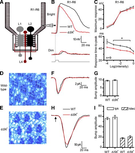 Dsk Photoreceptors Have Faster Responses And Intact Phototransduction Download Scientific