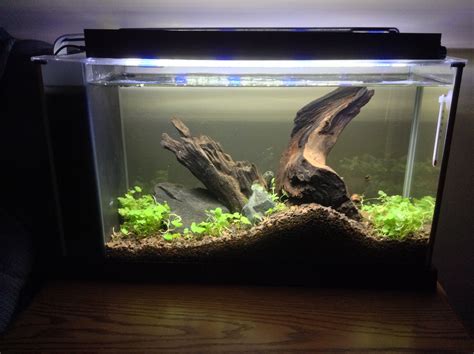 Fluval Spec V Planted Tank Aquascape Ideas