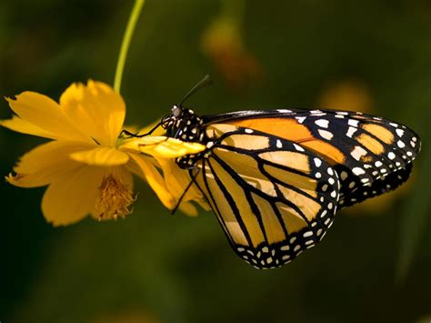 Monarch butterflies