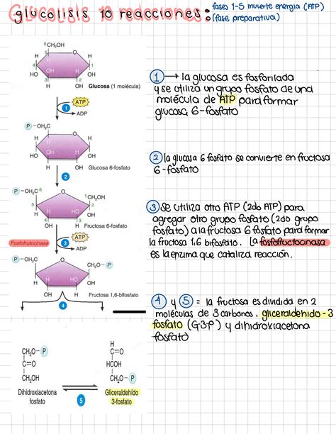 Solution Fisiolog A Celular Metabolismo De Carbohidratos Studypool