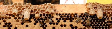 Swarming The Natural Reproductive Process Of A Honey Bee Colony Uf Ifas Extension Miami Dade