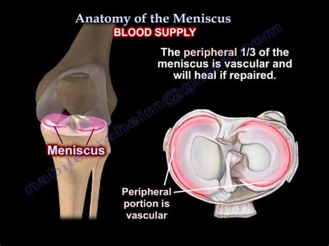 Medial Meniscus Anatomy