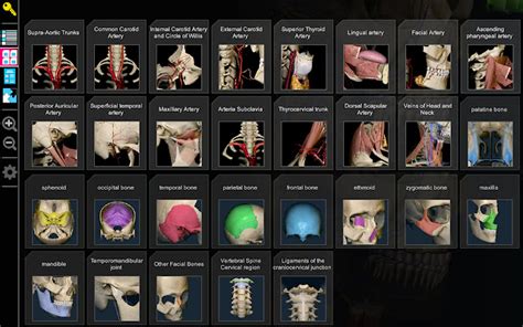 3d Anatomy Learning Chrome Web Store