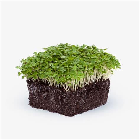 ARUGULA MICROGREENS – Alexander Ranch, Inc.