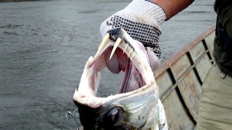 Payara – "OCEAN TREASURES" Memorial Library