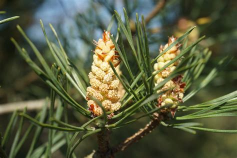 Le Pin Sylvestre Naturaphytome