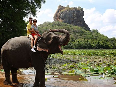 Elephant Safari Grand Gangula Dambulla