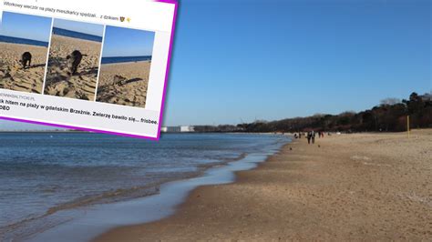 Niecodzienny widok na plaży w gdańskim Brzeźnie Zwierzę bawiło się