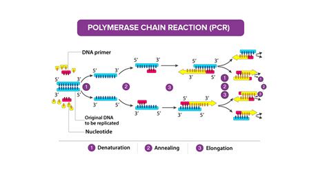 What Is The Function Of A Polymerase Chain Reaction