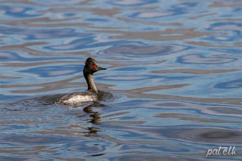 Black Necked Grebe Wildlife Den South African And Australian