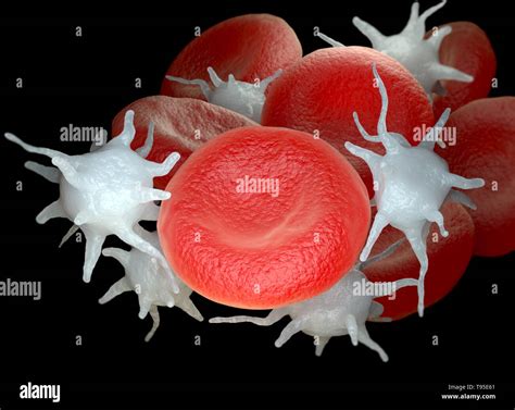 Activated platelets and red blood cells hi-res stock photography and ...