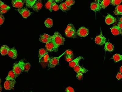 Seven Tips to Improve Cell Counting Accuracy | Labcompare.com