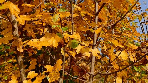 Maple Tree With Autumn Leaves Free Stock Video Footage, Royalty-Free 4K ...