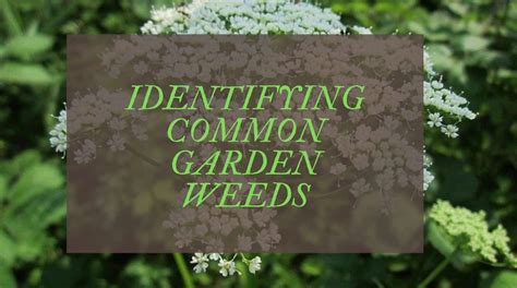 Common Garden Weeds Uk How To Identify Most Common Uk Weeds Updated