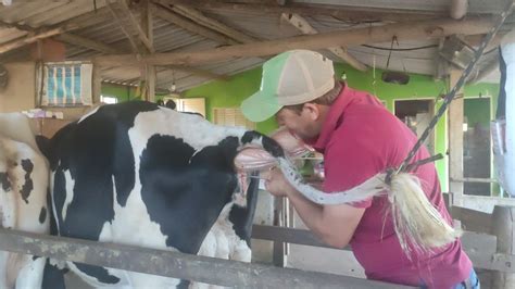 Inseminando Vacas No Mesmo Dia Protocolo Iatf Youtube