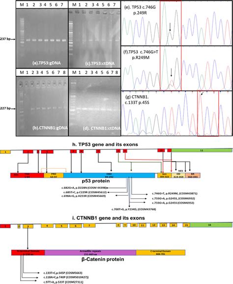 Frontiers Assessments Of Tp And Ctnnb Gene Hotspot Mutations In