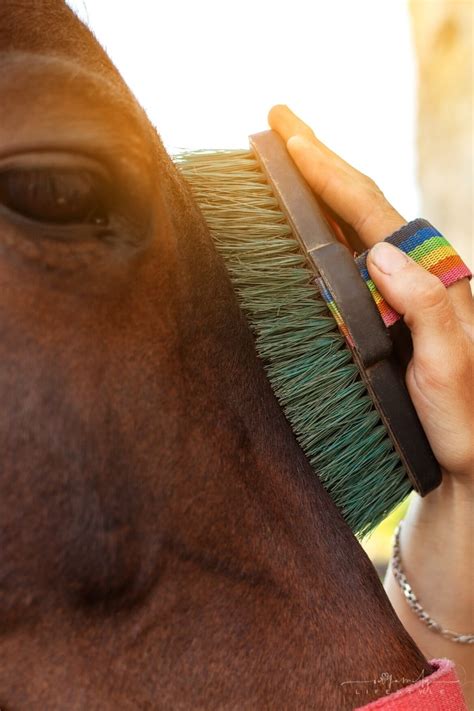 Basic Horse Care Tips For Beginners