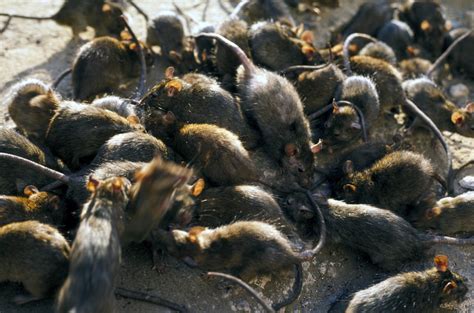 See Where Chicago Ranks On List Of The Rattiest Cities In The Us For 2023 Iheart