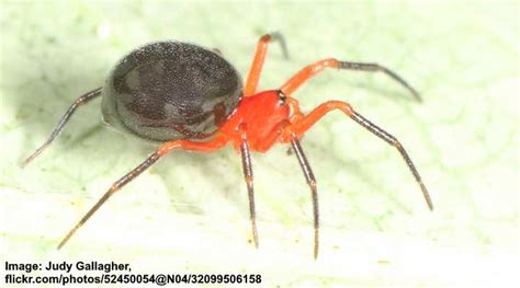 15 Types Of Orange Spiders With Pictures Identification Guide