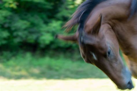 110 Horse Turning Head Stock Photos Pictures And Royalty Free Images